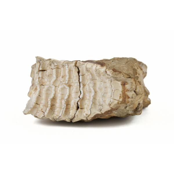 The upper surface of an ivory-coloured elephant tooth. It is cracked in the middle and has rough ridges. 