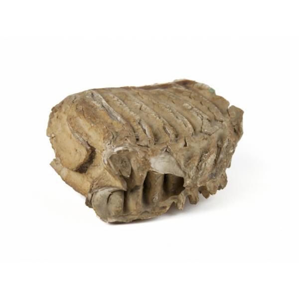 The bottom of an ivory-coloured elephant tooth. There are ridges along it and there is a crack with a piece missing. 
