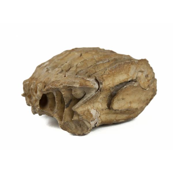 The back of an ivory-coloured elephant tooth. There are ridges along it and there is a crack with a piece missing. 
