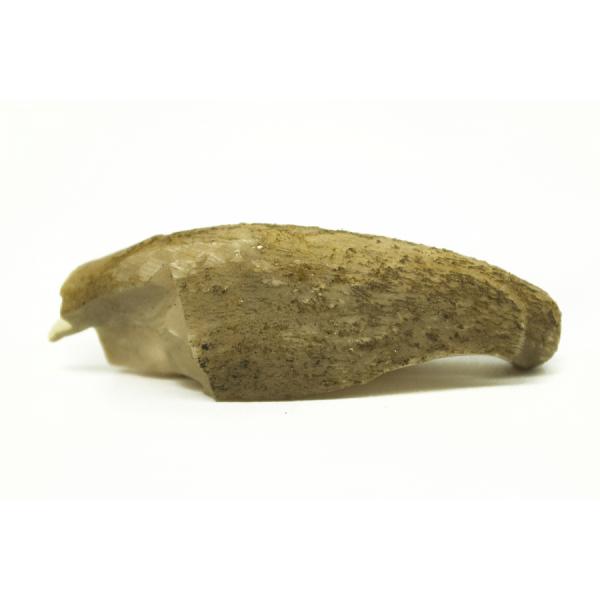 Tiger canine on its side with broken root facing left. Light brown in colour. 