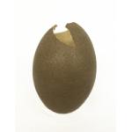An emu egg standing up. It is brown with light brown speckles. The top has been broken and there is a piece missing. 
