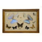 Framed collection of 16 butterflies and moths collected from Colombia. 