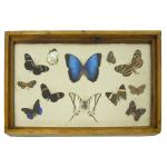Framed collection of 12 butterflies and moths of different sizes collected in Colombia. They range in colour from light yellow to blue to orange to black