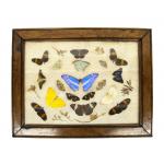 A collection of 18 butterflies and moths in a wooden fame and mounted on beige backing. The insects range in size and colour. Some are black and orange, yellow, blue, green, and pale in colour. 