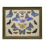 Framed collection of 19 butterflies and moths of different sizes and colours (although primarily blue). Frame is painted green and gold. 