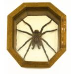 A brown tarantula in a light wooden frame with eight sides. It is sitting on a white mat. 