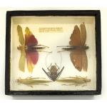 Framed collection of four grasshoppers and one beetle.  