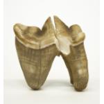 Tiger molar with roots pointed down. Light brown in colour. 