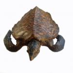 The front of a light and dark brown tortoise. The shell narrows back into a point. Its arms are bent towards it legs and the head is pointed straight ahead. The head and arms have a pattern of scales. 