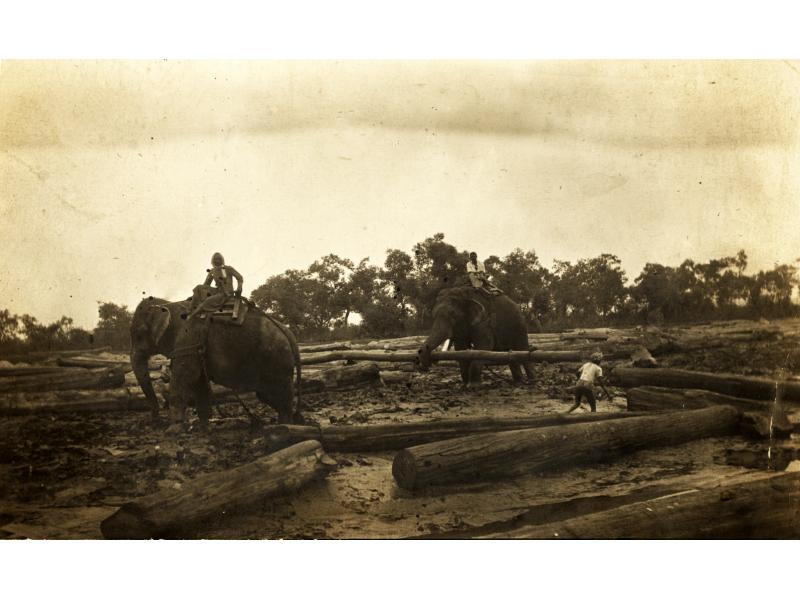 A photo of two elephants moving large logs. A man sits on top of each elephant and a third man is standing beside one of the logs. There are trees in the background.